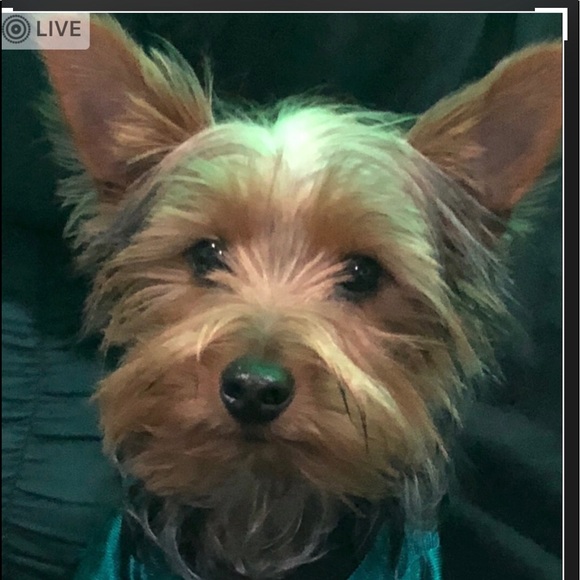 Meet your Posher, Maria Poshmark Ambassador - Picture 7 of 8